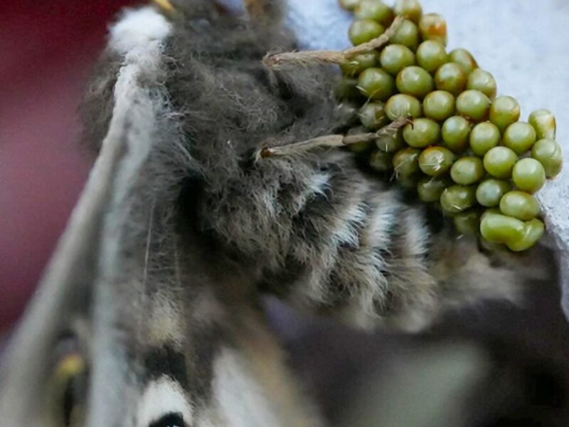 Bromley Moths for image block8