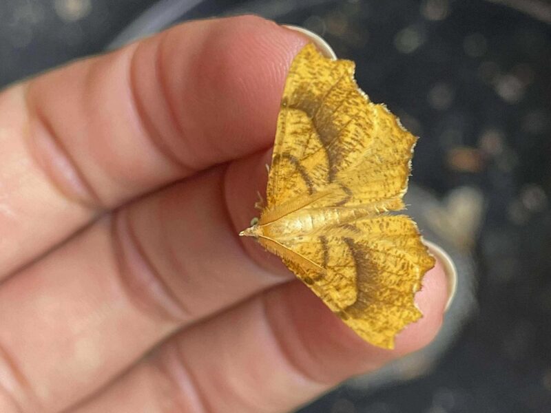 Bromley Moths for image block4