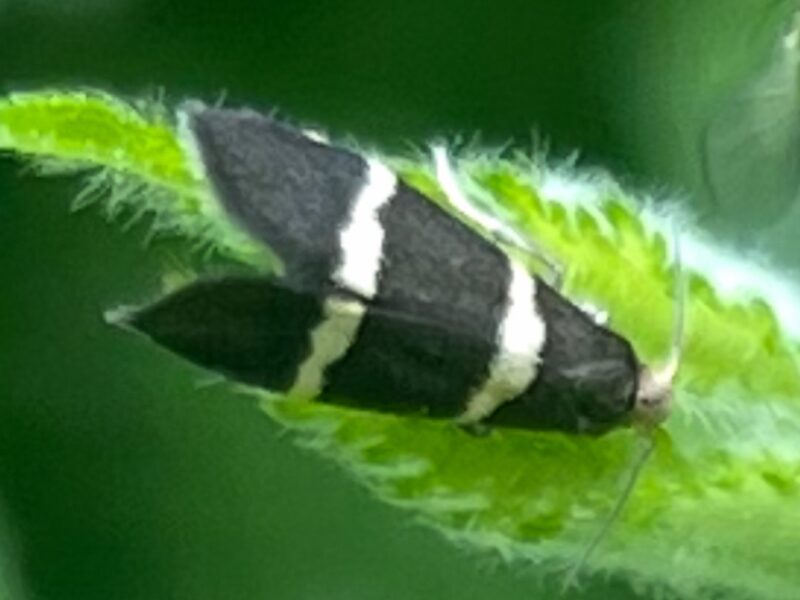 Bromley Moths for image block5