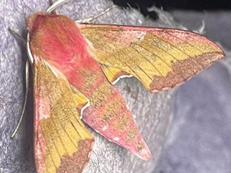 Bromley Moths for image block6