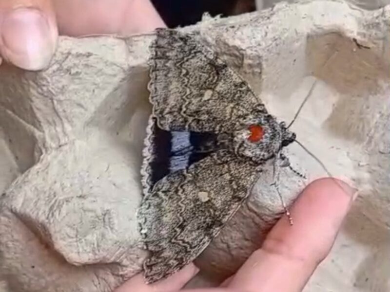 Bromley Moths for image block3