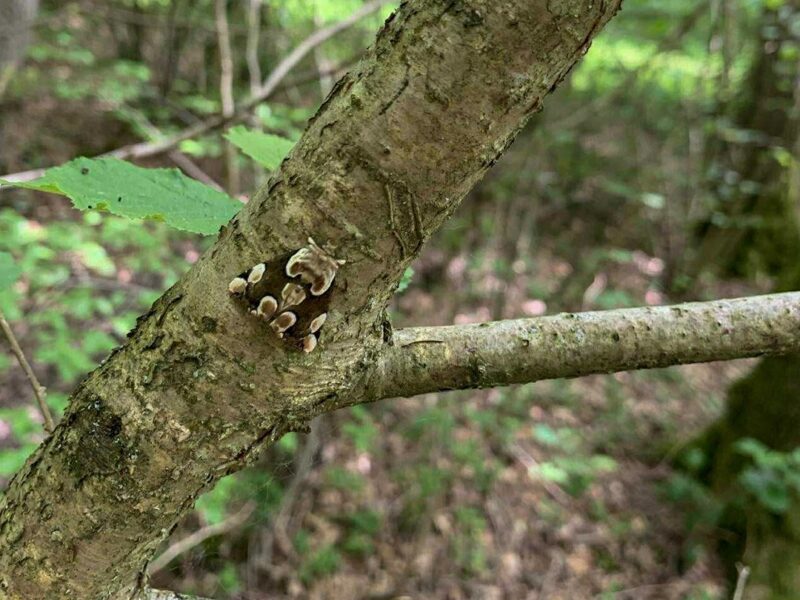 Bromley Moths for image block2