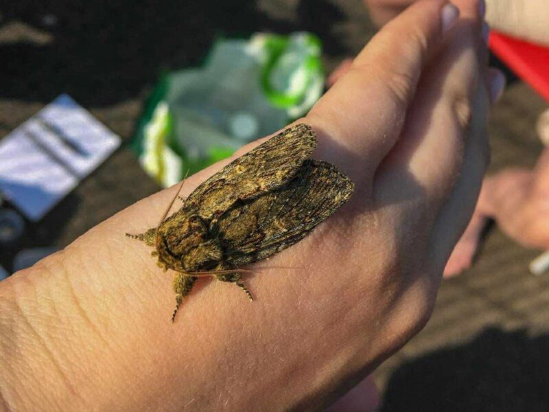 Bromley Moths for image block