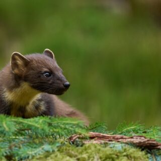 Stock photo of a European Pine Marten