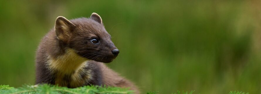 Stock photo of a European Pine Marten